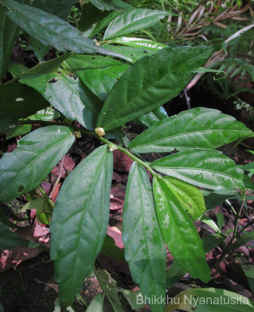 Elatostema walkerae Hook.f.